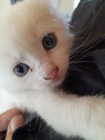 Лот: 20554942. Фото: 2. Котенок беленький. Животные и уход