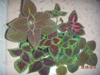 Лот: 5649627. Фото: 4. Колеус (12 штук). Красноярск