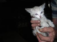 Лот: 7938185. Фото: 7. Котята