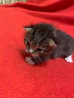 Лот: 18374077. Фото: 7. Котята классные