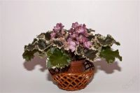 Лот: 2098178. Фото: 2. Фиалка Wild Irish Rose(Sorano). Комнатные растения и уход