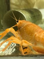 Лот: 13066290. Фото: 2. Procambarus clarkii. Аквариумистика