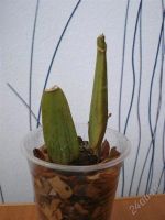 Лот: 1199336. Фото: 2. Mil. Honolulu x Mil. binotii. Комнатные растения и уход