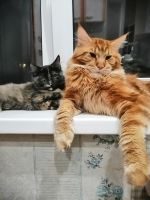 Лот: 17885025. Фото: 3. Котёнок мейн-кун. Растения и животные