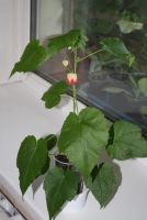 Лот: 4388870. Фото: 3. Абутилон Бэлла красный (зацветает... Растения и животные