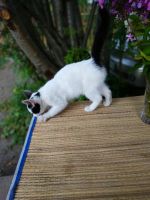 Лот: 14485523. Фото: 5. котенок