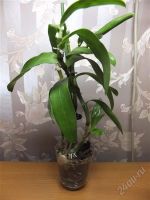 Лот: 2478968. Фото: 2. Орхидея дендробиум нобиле ароматный... Комнатные растения и уход