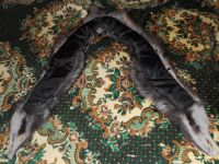 Лот: 19046670. Фото: 2. Горжетка (воротник) из натурального... Женская одежда