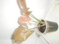 Лот: 1112470. Фото: 2. Сингониум розовый "Неон". Комнатные растения и уход