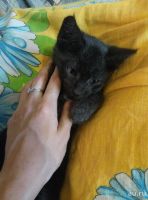 Лот: 8229848. Фото: 2. Отдам в надежные руки самых лучших... Животные и уход