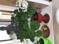 Лот: 11842645. Фото: 4. Герань взрослый куст. Красноярск