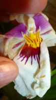 Лот: 5852384. Фото: 3. орхидея Мильтония (Miltonia)-отцвела. Растения и животные