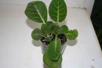 Лот: 4472813. Фото: 2. Глоксиния чисто белая махровая... Комнатные растения и уход