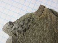 Лот: 17859954. Фото: 5. Окаменелость Палеозой Карбон 3