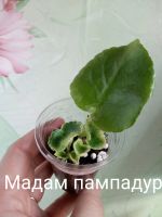 Лот: 18659950. Фото: 3. Фиалка ЛЕ-Мадам Пампадур - лист... Растения и животные