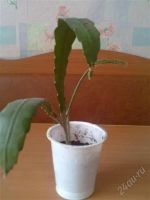 Лот: 808229. Фото: 2. кактус эпифиллум снизила цену. Комнатные растения и уход