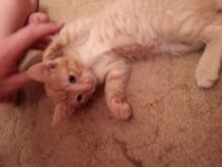 Лот: 4285004. Фото: 5. Рыжие котята (котёнок)