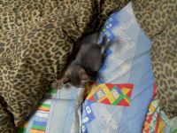 Лот: 3596092. Фото: 2. котята. Животные и уход