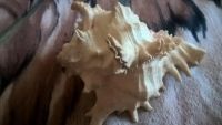 Лот: 11154064. Фото: 3. морская ракушка. Растения и животные