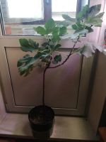 Лот: 23596855. Фото: 3. Инжир комнатный сортовой самоплодный. Растения и животные