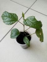 Лот: 9541172. Фото: 2. Гибискус красный махровый (Китайская... Комнатные растения и уход