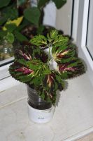 Лот: 3123557. Фото: 2. Колеус (крапивка) 2. Комнатные растения и уход