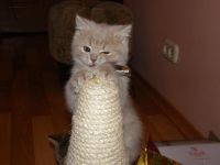 Лот: 3662961. Фото: 3. Британский котенок Coco Chanel... Растения и животные
