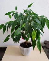 Лот: 12105352. Фото: 2. Фикус бенджамина Ficus benjamina... Комнатные растения и уход