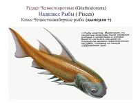 Лот: 25703110. Фото: 2. Дно девонского моря! Отпечатки... Растения и животные