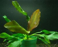 Лот: 16204443. Фото: 2. Эхинодорус "Апарт"(Echinodorus... Аквариумистика
