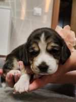 Лот: 22529277. Фото: 2. щенки бигль. Животные и уход