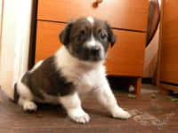 Лот: 1981445. Фото: 3. Красивые щенки от маленькой собаки... Растения и животные