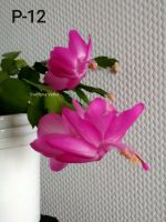 Лот: 14978036. Фото: 6. Декабристы, шлюмбергеры черенки