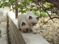 Лот: 9613336. Фото: 3. Котенок 2. Растения и животные