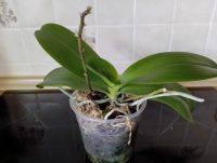 Лот: 19909979. Фото: 7. Орхидея Фаленопсис "Chiada Stacy...