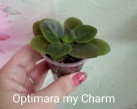 Лот: 11877265. Фото: 2. Optimara myCharm (M. Holtkamp... Комнатные растения и уход