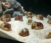 Лот: 10751951. Фото: 5. Ракушка виноградной улитки