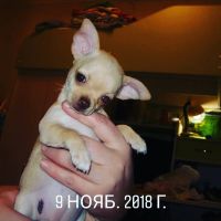 Лот: 12678272. Фото: 4. Малышки чихуахуа. Красноярск