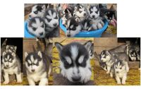 Лот: 8369367. Фото: 4. Щенки хаски голубые глазки шикарные... Красноярск