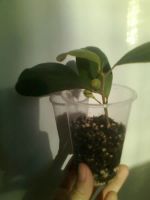 Лот: 3550552. Фото: 2. Фикус дельтовидный. Комнатные растения и уход