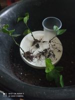 Лот: 11163374. Фото: 7. лимон сорт пандероза N58