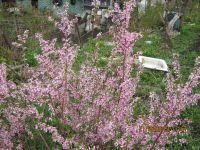 Лот: 13695902. Фото: 2. миндаль бобовник 3-ий. Семена, рассада, садовые растения