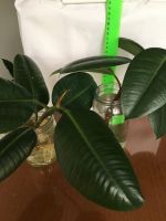 Лот: 25885649. Фото: 3. Фикус, крупные проросшие отростки... Растения и животные