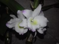 Лот: 6561669. Фото: 3. Орхидея Дендробиум Нобиле белая... Растения и животные