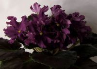 Лот: 4113132. Фото: 2. Фиалка ЕК-Мулатка-Шоколадка, лист. Комнатные растения и уход