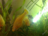 Лот: 2316185. Фото: 2. Мальки моллинезии 5 шт. рыбки. Аквариумистика