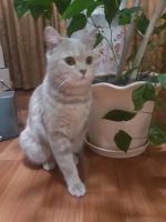 Лот: 9440431. Фото: 3. Британский кот. Растения и животные
