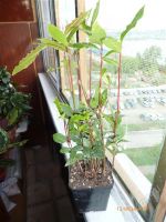 Лот: 2890114. Фото: 2. Лавр. Комнатные растения и уход