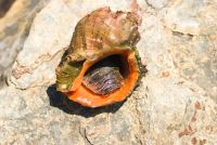 Лот: 19997043. Фото: 6. Рапаны, ракушки морские крупные...