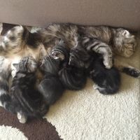 Лот: 8962466. Фото: 3. Котенок шотландский мальчик. Растения и животные